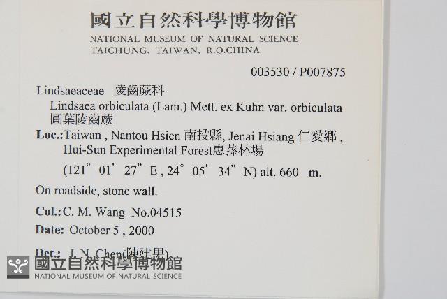 圓葉陵齒蕨藏品圖，第2張