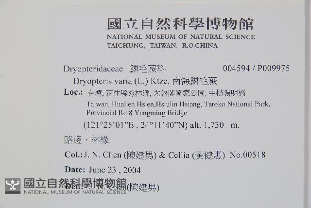 南海鱗毛蕨藏品圖，第2張