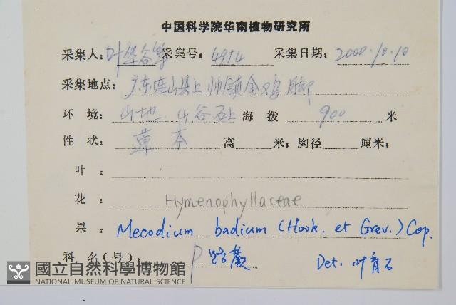 蕗蕨藏品圖，第2張