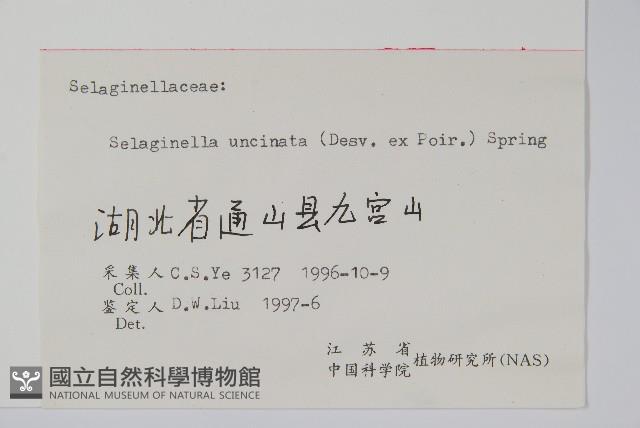 翠雲草、藍草藏品圖，第2張