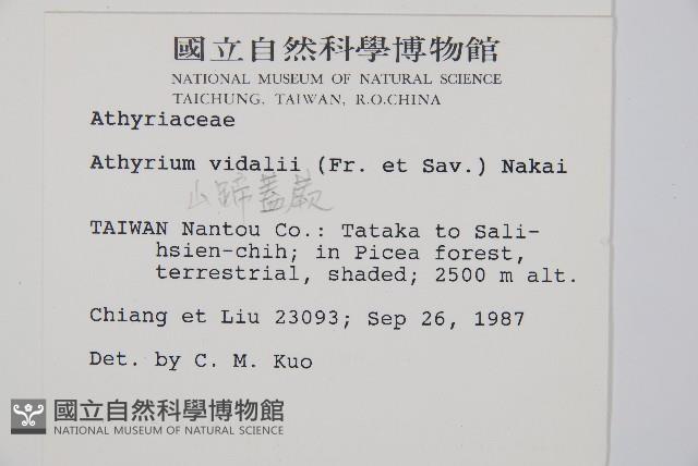 山蹄蓋蕨藏品圖，第2張