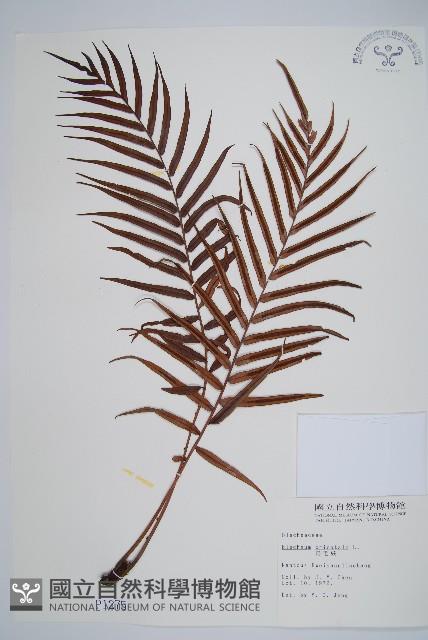 烏毛蕨藏品圖，第1張