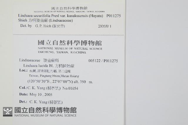 方柄陵齒蕨藏品圖，第2張