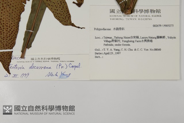 翅柄三叉蕨藏品圖，第2張