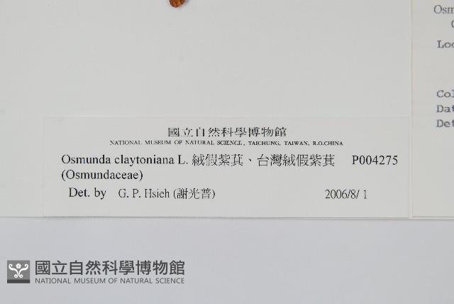 絨假紫萁、台灣絨假紫萁藏品圖，第2張