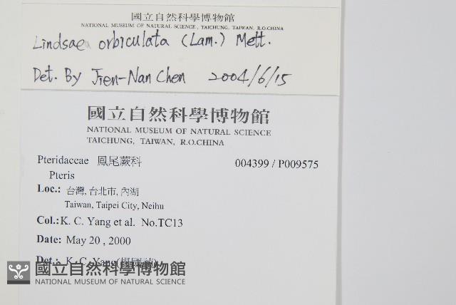 圓葉陵齒蕨藏品圖，第2張