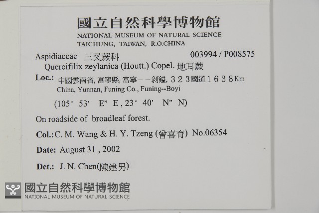 地耳蕨藏品圖，第5張