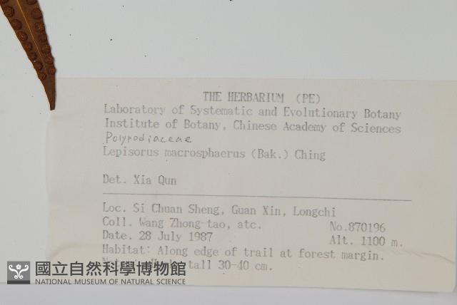 大瓦葦藏品圖，第2張