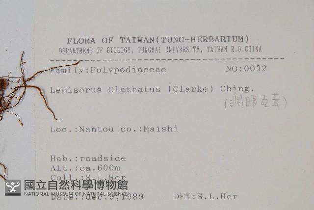 大星蕨藏品圖，第2張