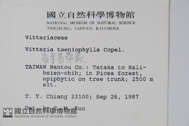 廣葉書帶蕨藏品圖，第2張