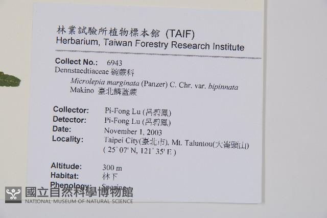 臺北鱗蓋蕨藏品圖，第2張