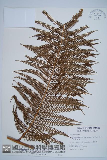 筆筒樹藏品圖，第1張