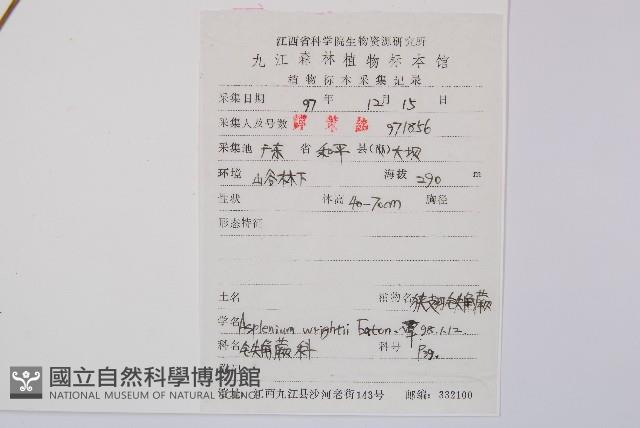 萊氏鐵角蕨藏品圖，第2張