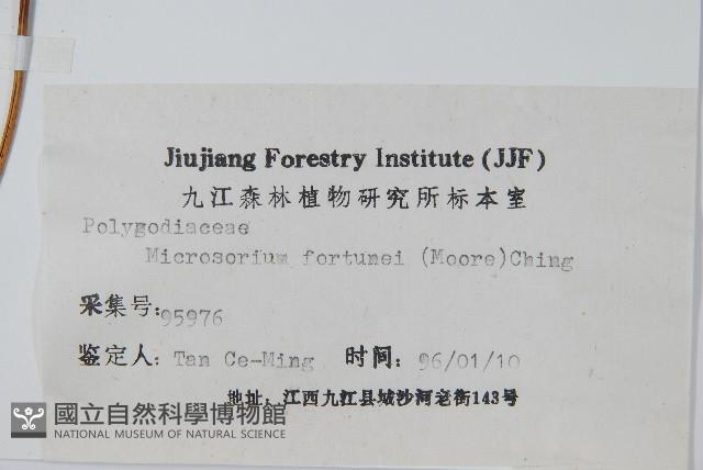 大星蕨藏品圖，第2張