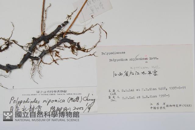 日本水龍骨藏品圖，第2張