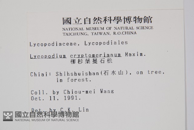 柳杉葉蔓石松藏品圖，第2張