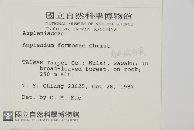 南海鐵角蕨藏品圖，第5張