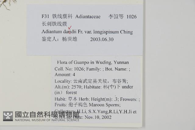 長刺鐵線蕨藏品圖，第2張