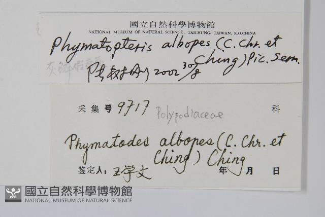 灰鱗假瘤蕨藏品圖，第2張