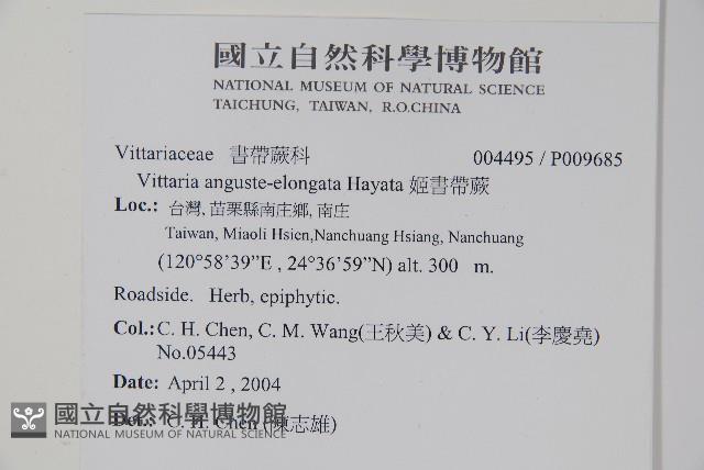 姬書帶蕨藏品圖，第2張