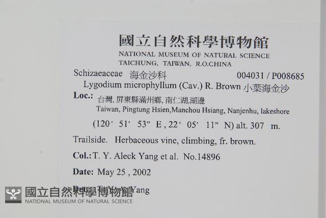 小葉海金沙藏品圖，第2張