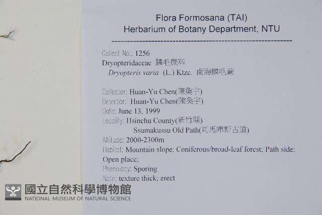 南海鱗毛蕨藏品圖，第2張