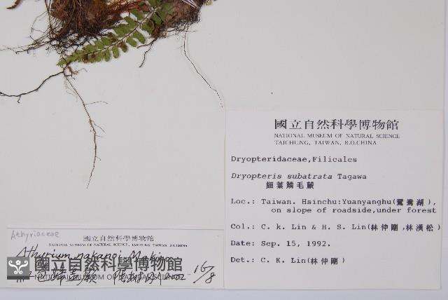 紅苞蹄蓋蕨藏品圖，第2張