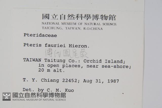 傅氏鳳尾蕨藏品圖，第2張