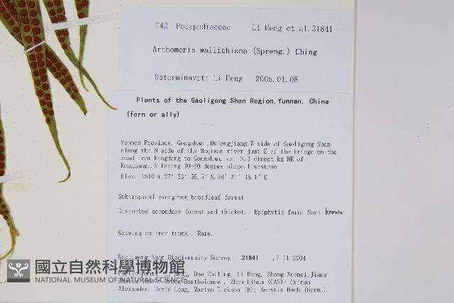 單行節肢蕨藏品圖，第2張