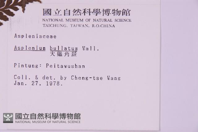 大鐵角蕨藏品圖，第2張