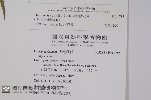 南海鱗毛蕨藏品圖，第2張
