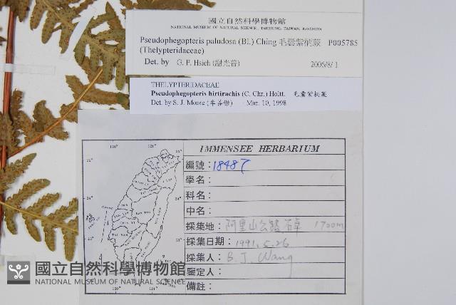 毛囊紫柄蕨藏品圖，第2張