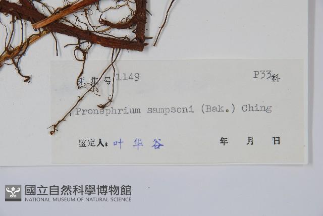 維江新月蕨藏品圖，第2張