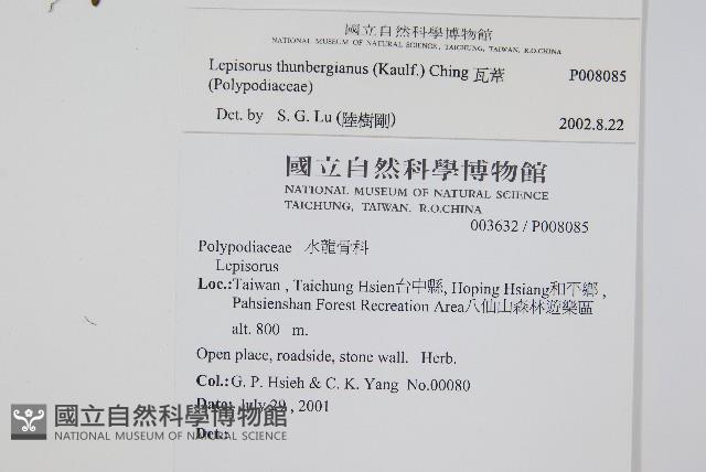 瓦葦藏品圖，第2張