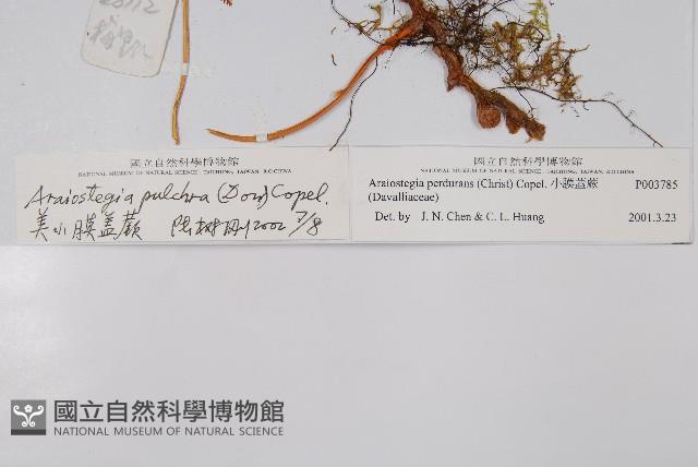 美小膜蓋蕨藏品圖，第2張