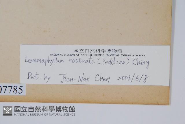 骨牌蕨藏品圖，第2張