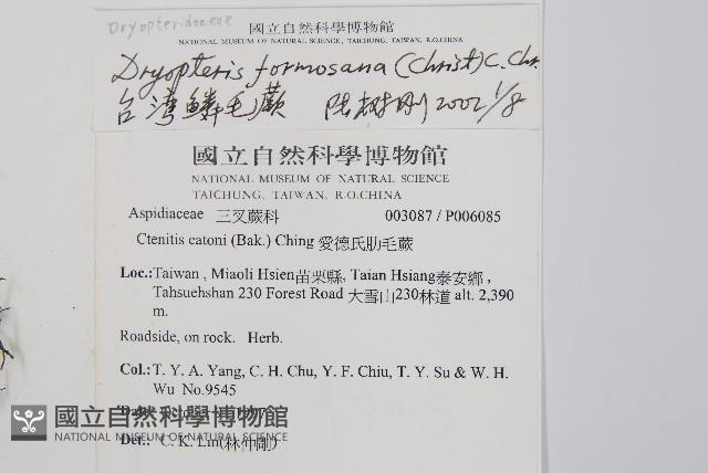 臺灣鱗毛蕨藏品圖，第2張