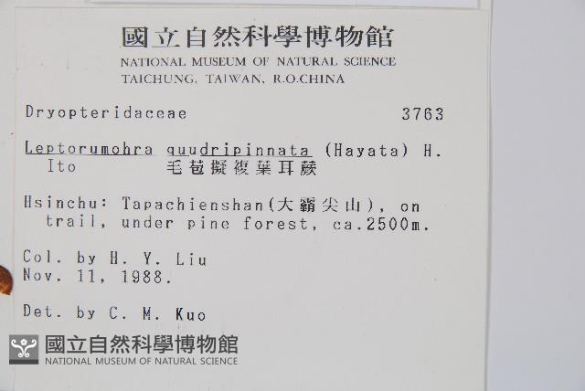 毛苞擬複葉耳蕨藏品圖，第2張