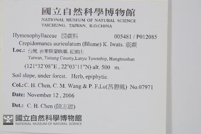 瓶蕨藏品圖，第2張