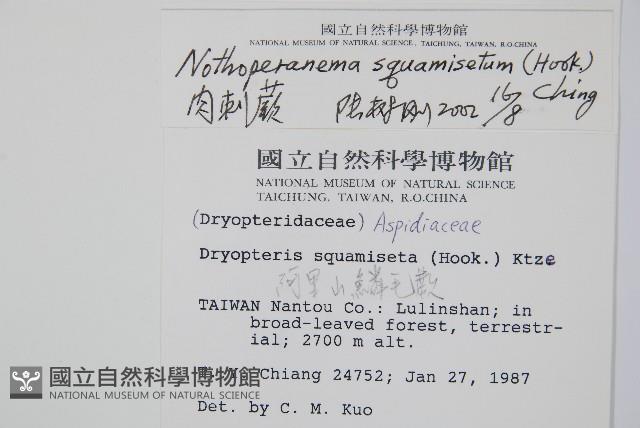 阿里山肉刺蕨藏品圖，第2張