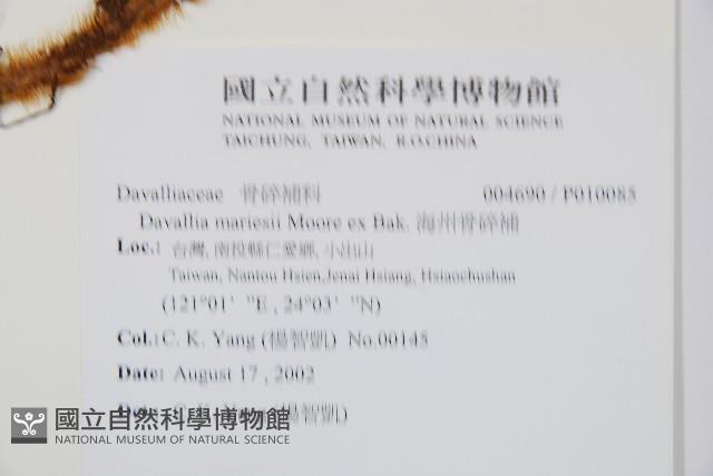 海州骨碎補藏品圖，第2張