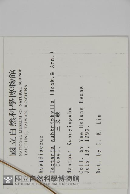 三叉蕨藏品圖，第2張