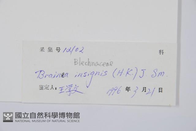 石松藏品圖，第2張