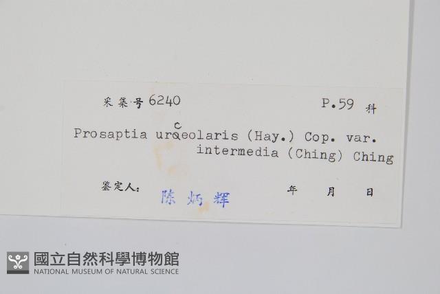 穴子蕨藏品圖，第2張