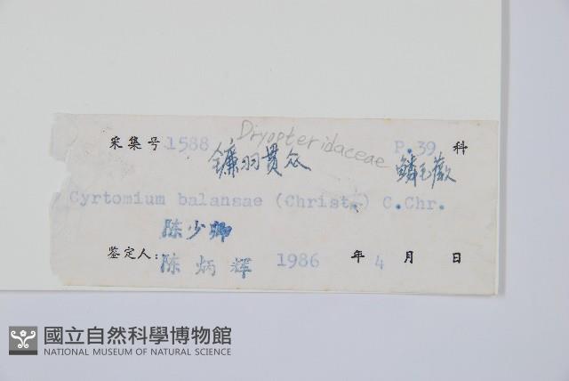 鐮羽貫眾藏品圖，第2張