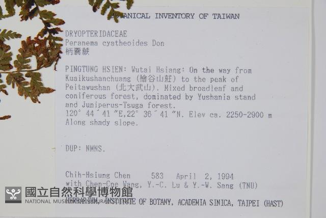 柄囊蕨藏品圖，第2張