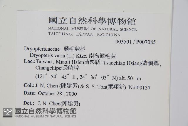 南海鱗毛蕨藏品圖，第2張