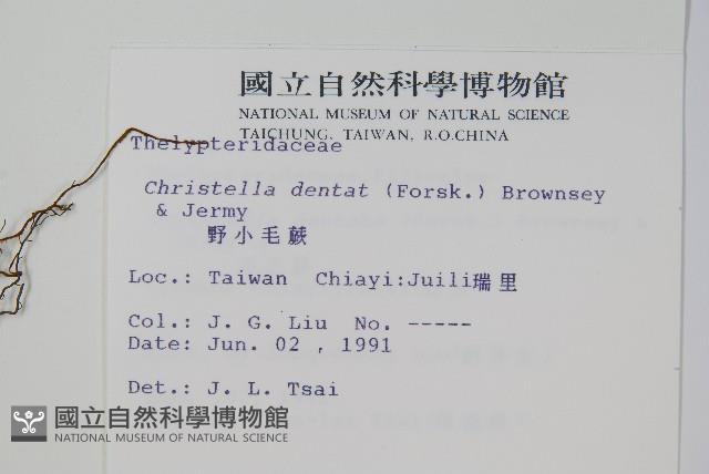 野小毛蕨藏品圖，第2張