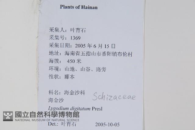 掌葉海金沙藏品圖，第2張