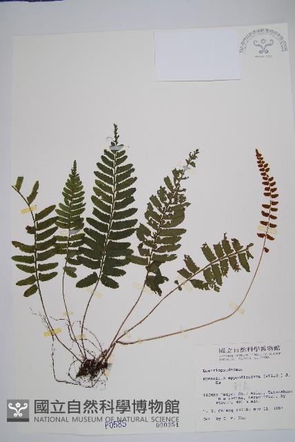 刺蕨藏品圖，第1張